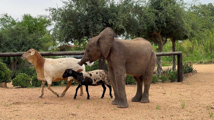 elephant walks with sheep