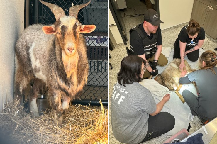 goat trapped on bridge rescued