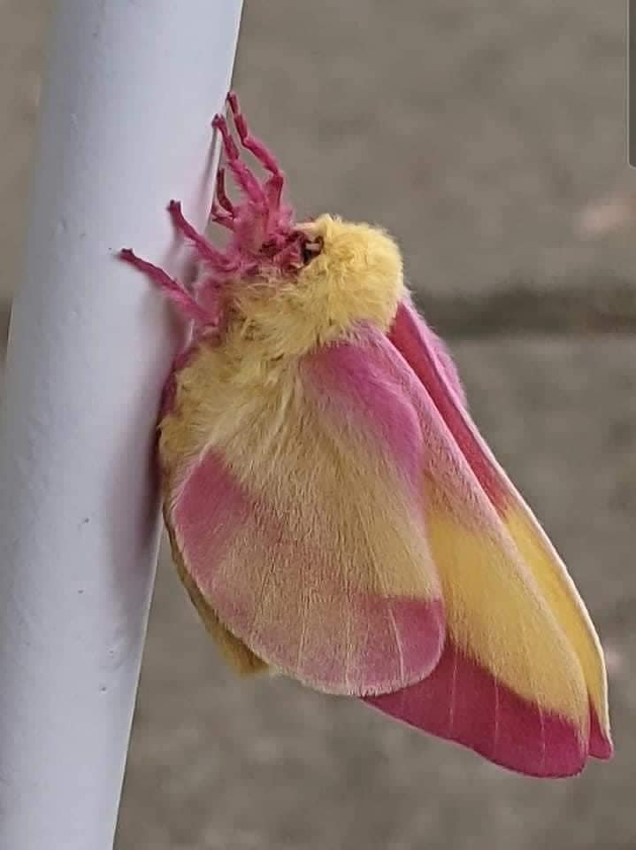 Rosy Maple Moth