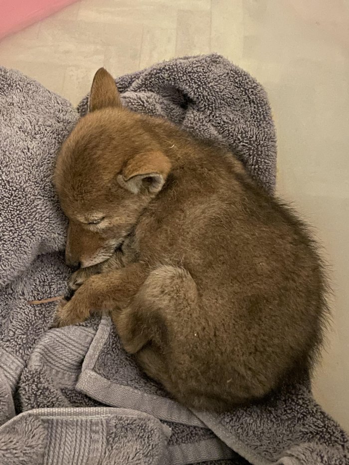 coyote pup rescue