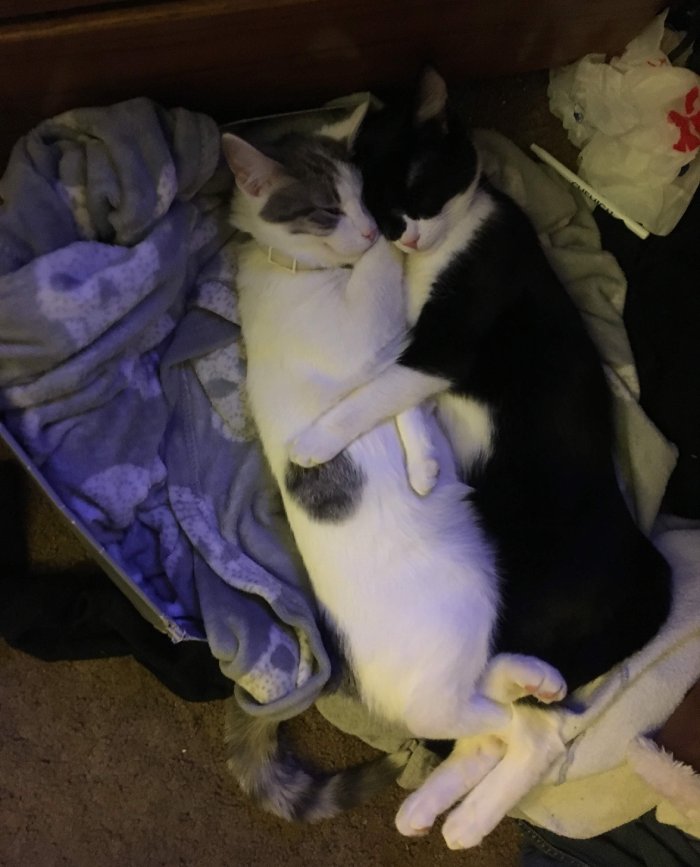 cats cuddling