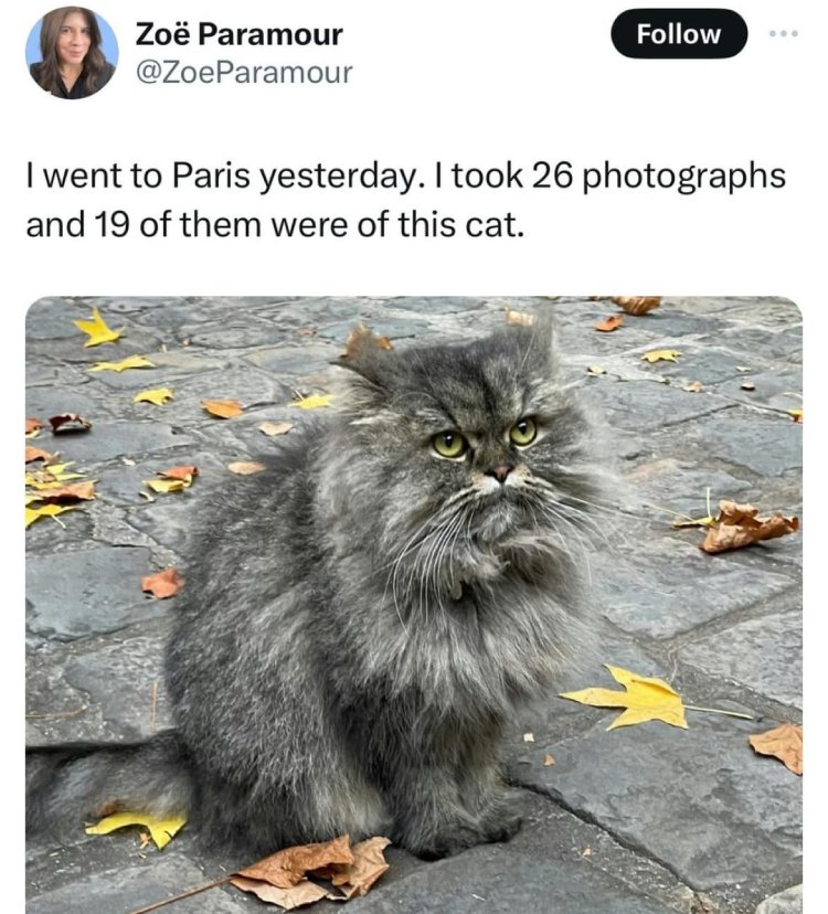 cat in paris