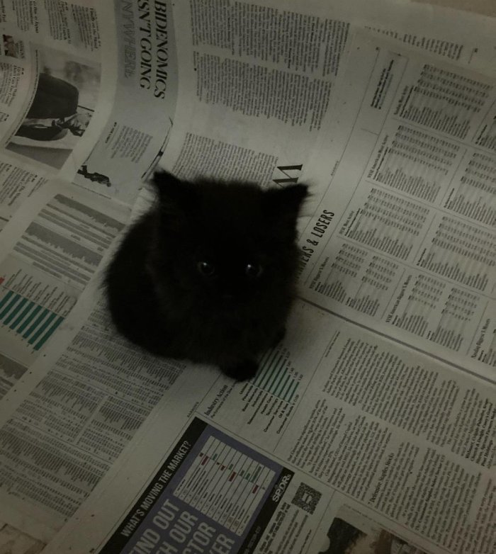 black kitten