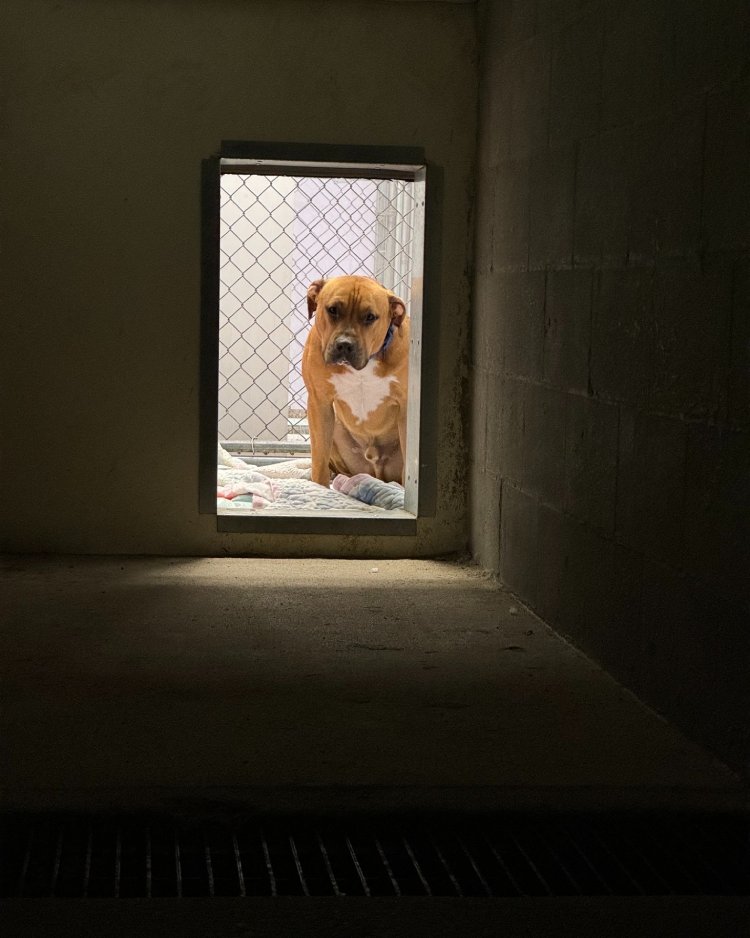 sad dog at shelter
