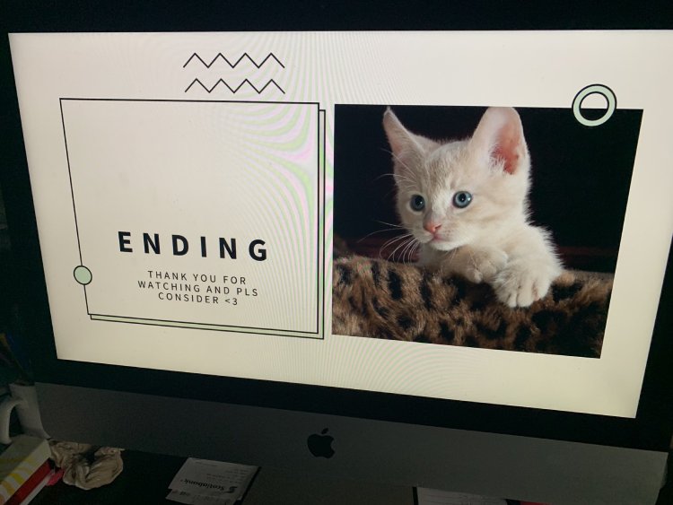 daughter adopt a cat powerpoint