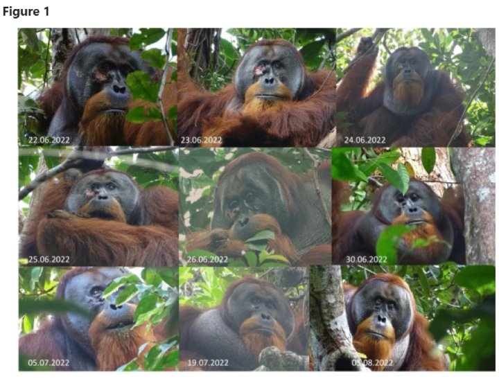 orangutan uses medicine