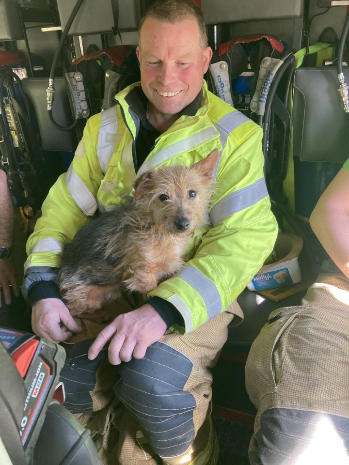 firefighter adopts dog