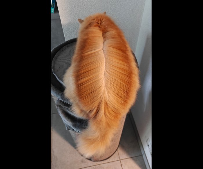 cat side part