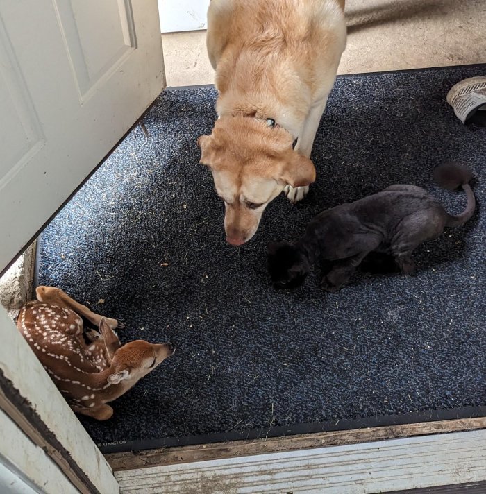 cat and dog looking at baby deer