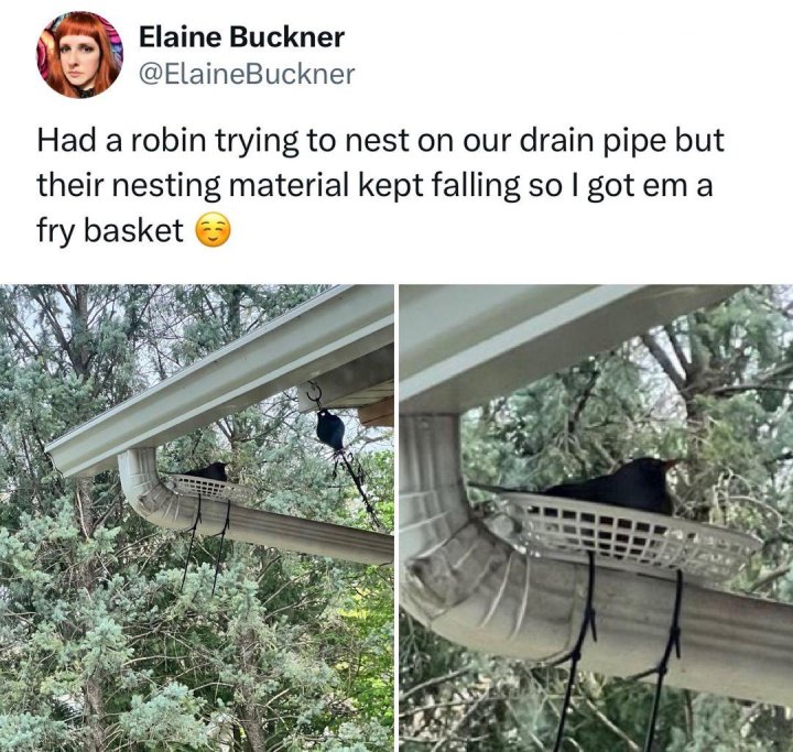 basket robin nest