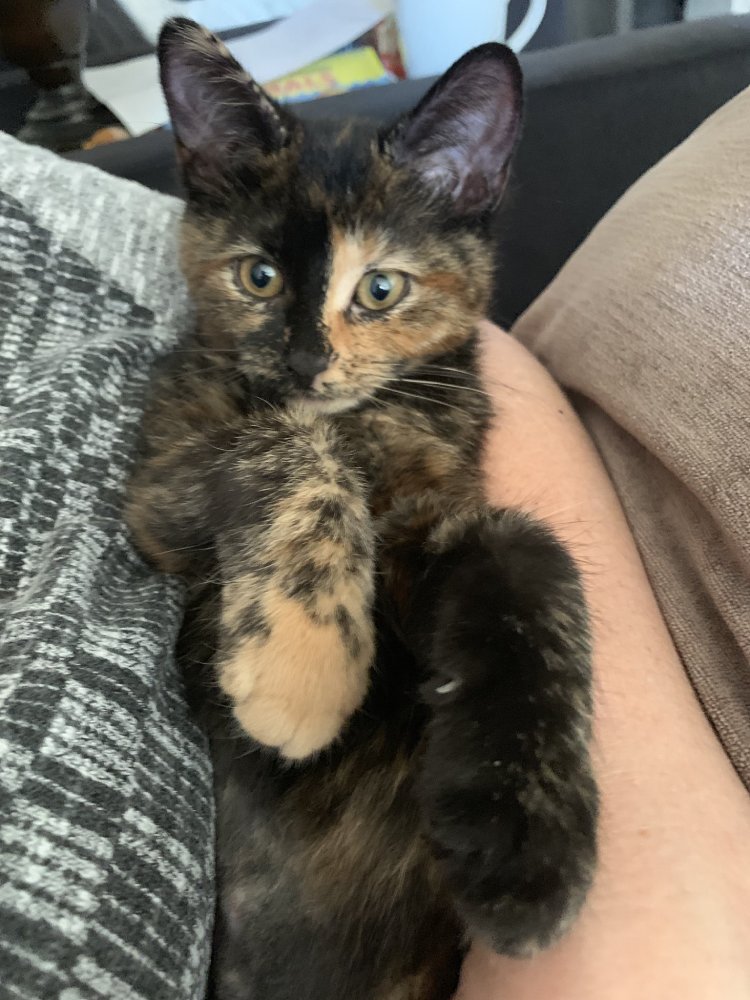 daughter adopt a cat powerpoint