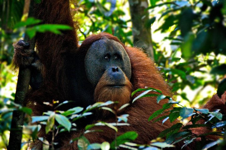 orangutan self healing medicine