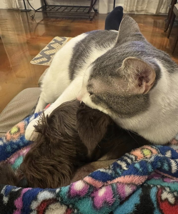 cat comforts dog after surgery