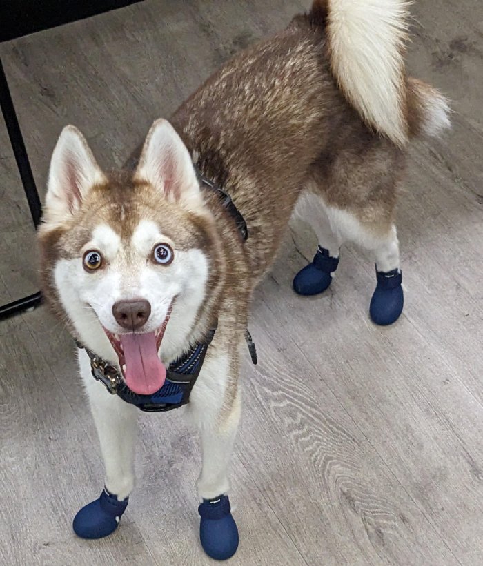 dog in boots