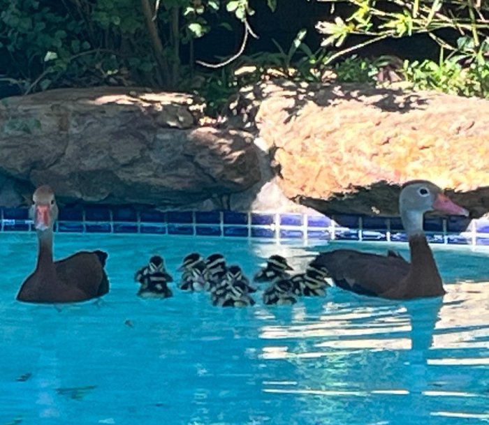 ducks in pool