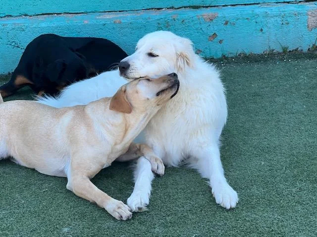 dog at daycare