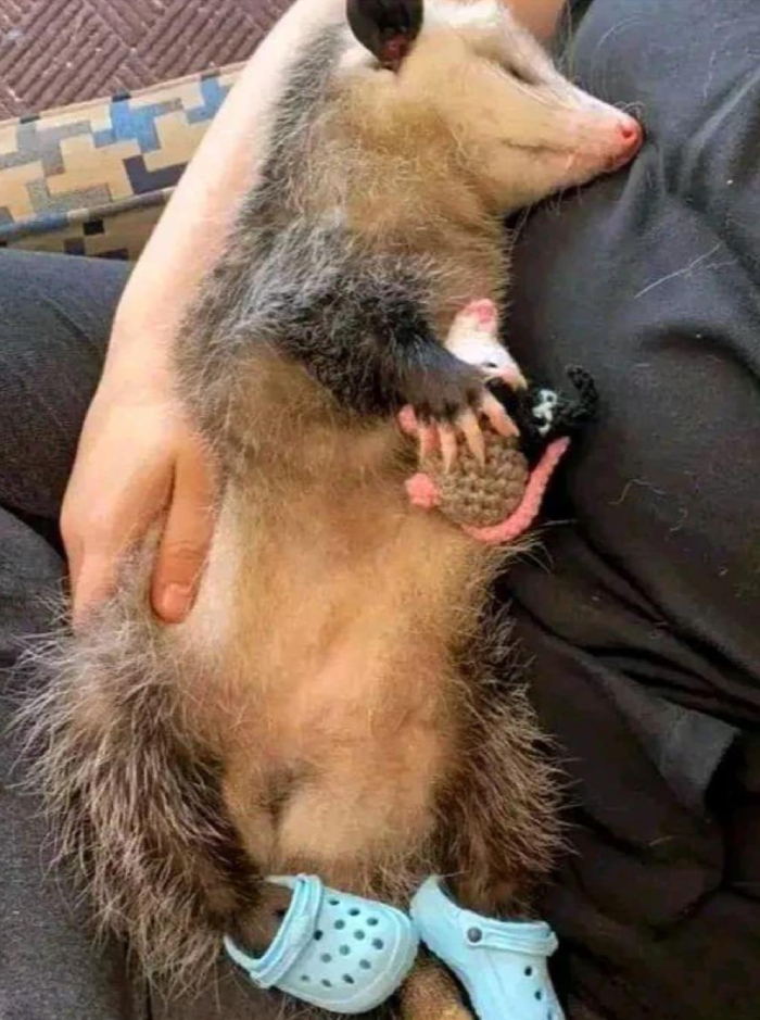 possum crocs