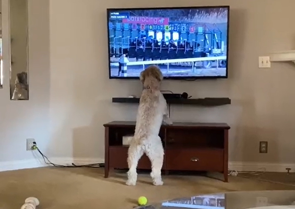 dog watching horse racing on tv video