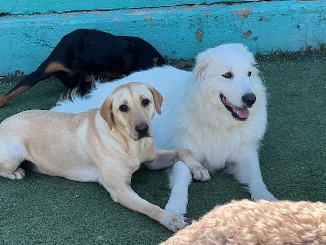 cute doggy daycare picture