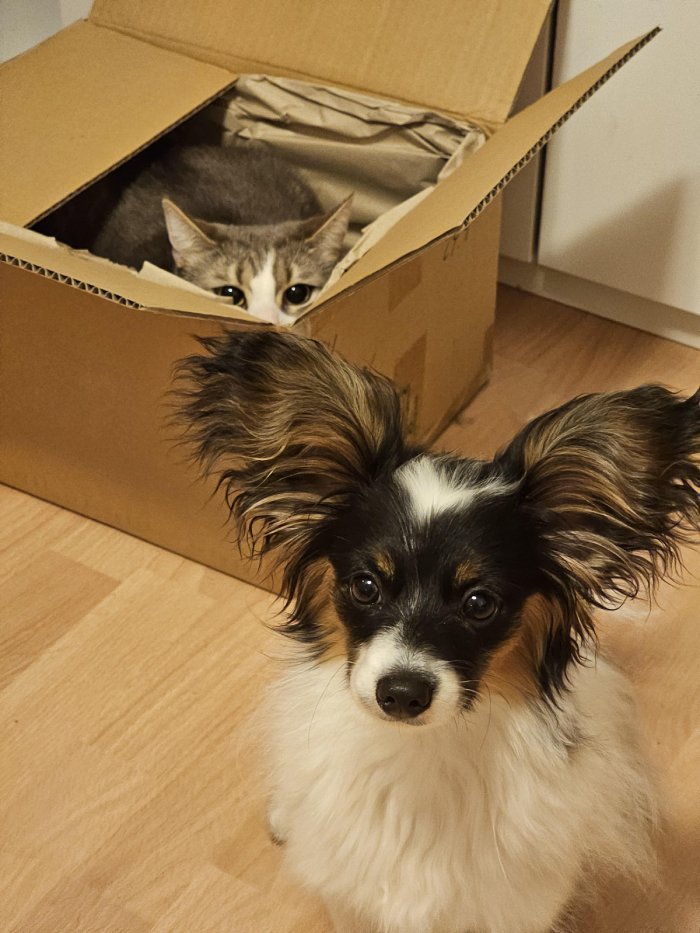 dog with butterfly ears being stalked