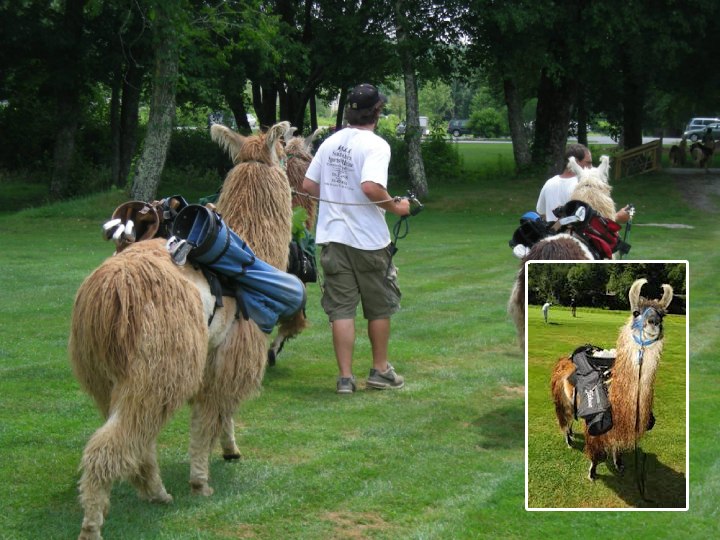 llama golf caddy