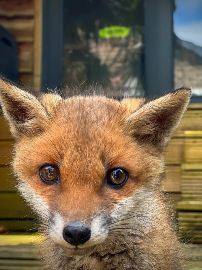 fox cub backyard