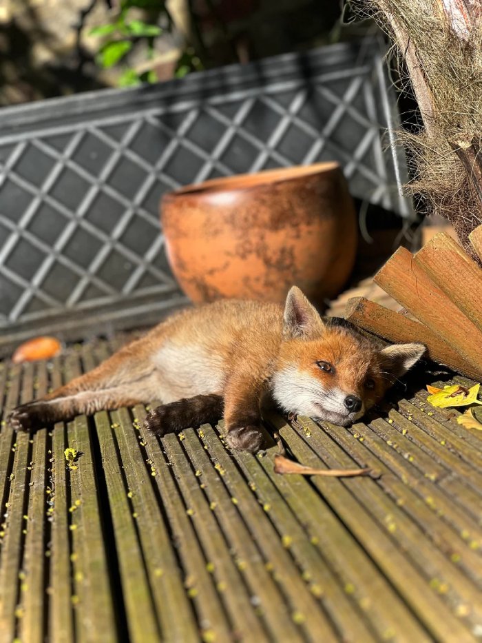 fox cub backyard