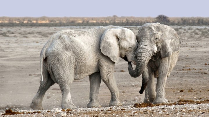 elephants call each other by name