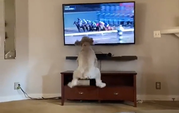dog watching horse racing on tv video