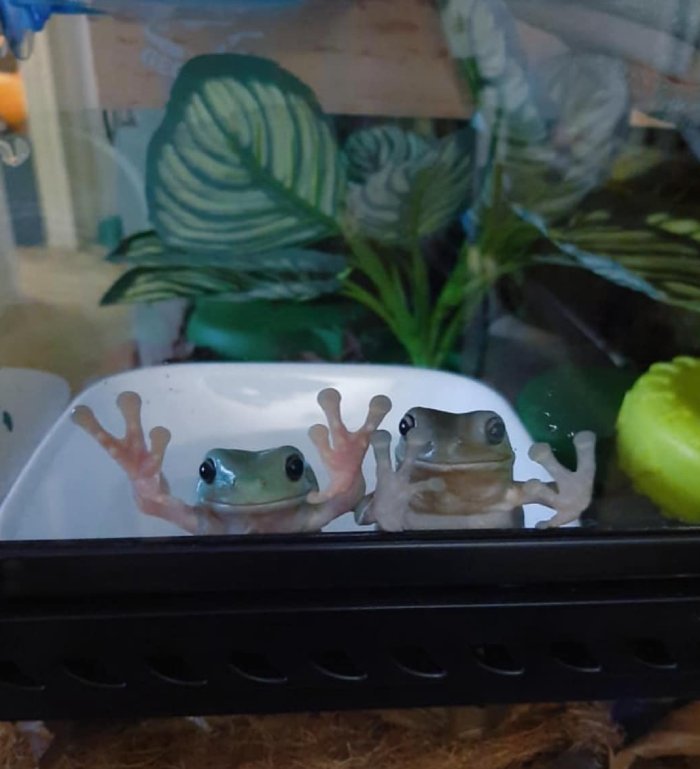 excited for a treat