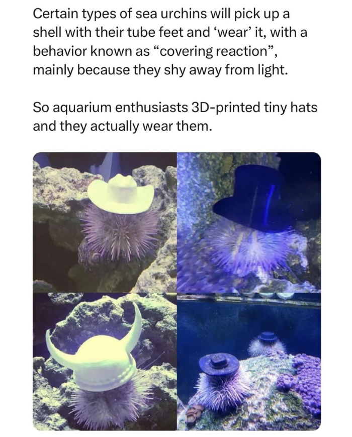 urchin hats