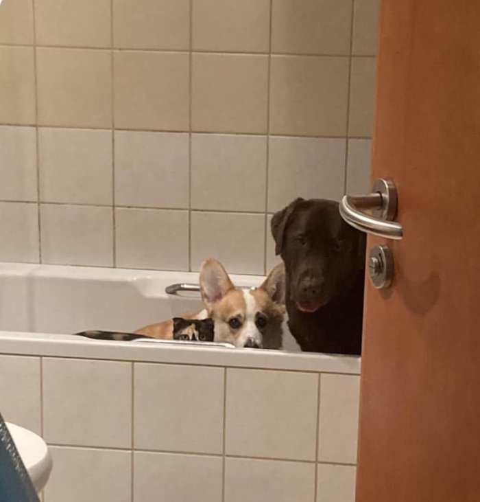 cat and dogs