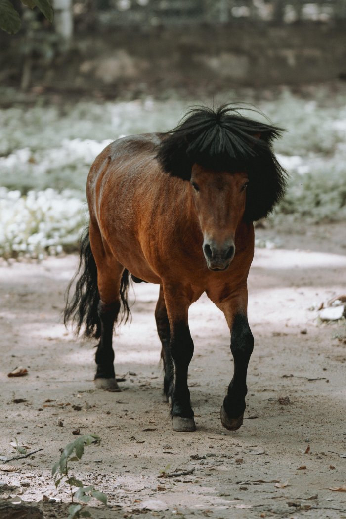 funny pony haircut
