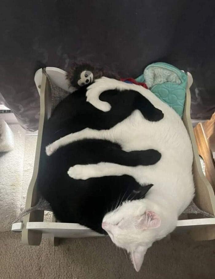 the perfect cat cuddle