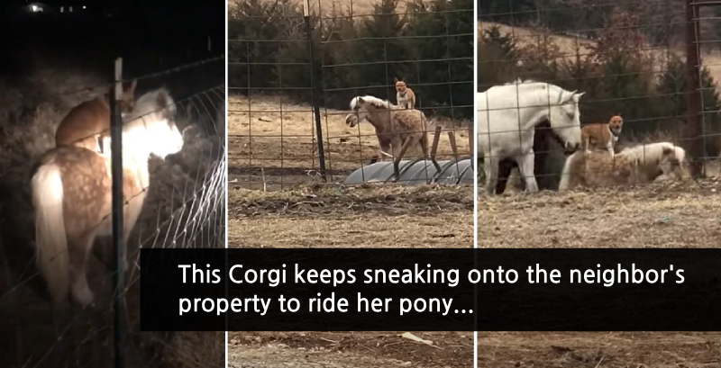 corgi rides pony videos