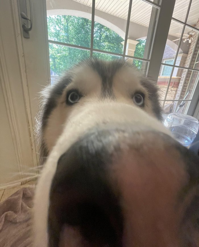 husky long nose