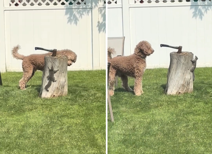 dog and squirrel tree stump video