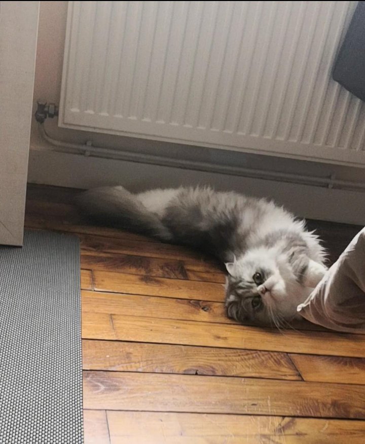 cat appears out of nowhere in apartment