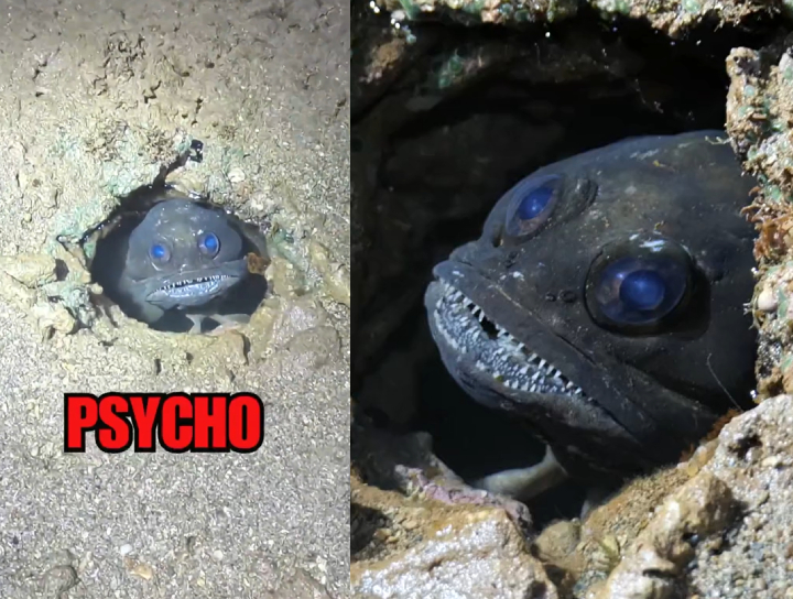 jawfish in hole on beach scary