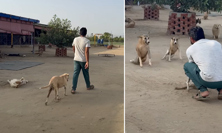 paralyzed dog runs to greet man who saved them