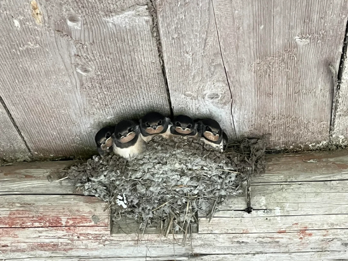 birds crowded in nest