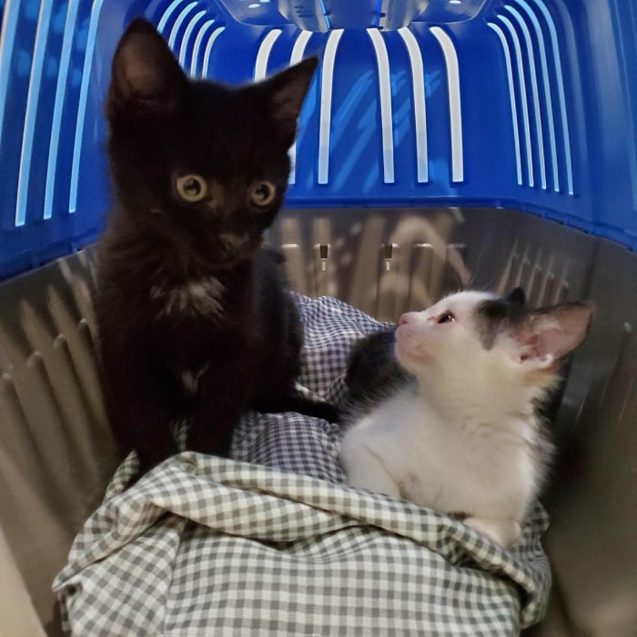 kitten rescue
