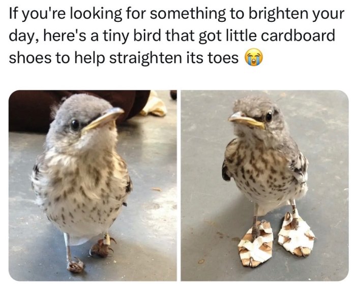 bird in shoes