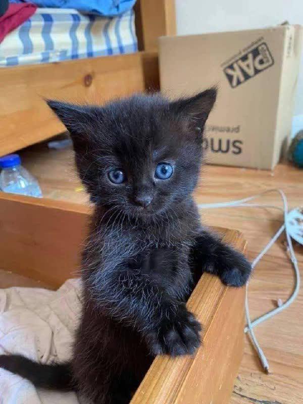 kitten blue eyes