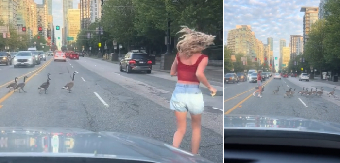 woman helps geese cross road