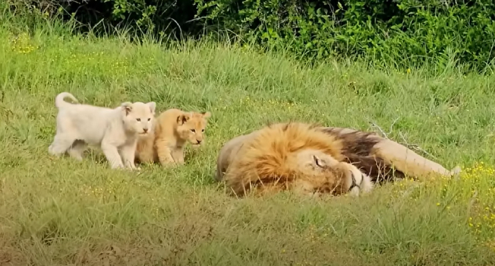lion cubs think dads tail is toy