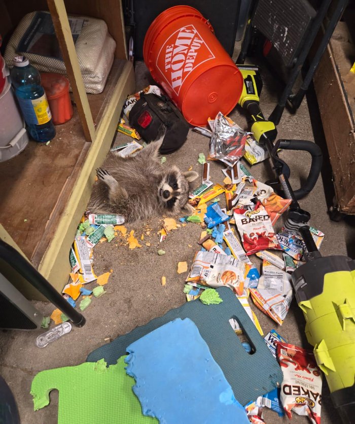 raccoon snacks