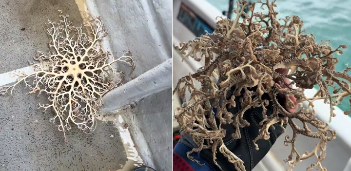 basket star on boat