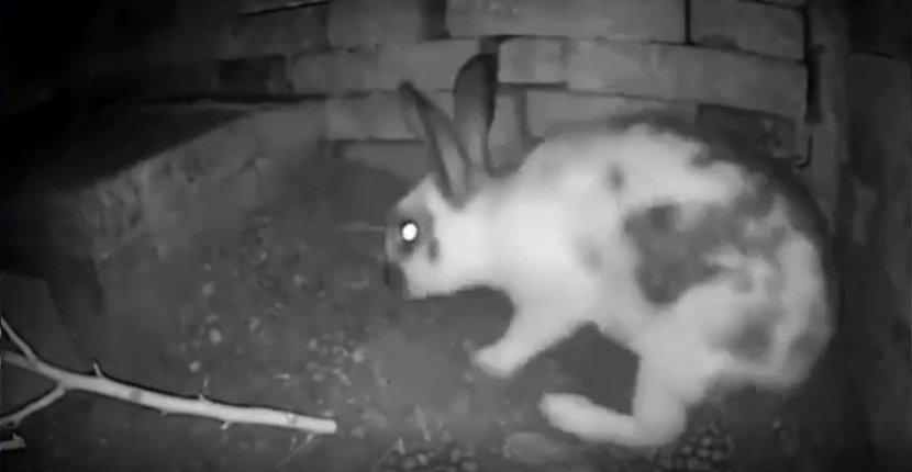 rabbit hides babies
