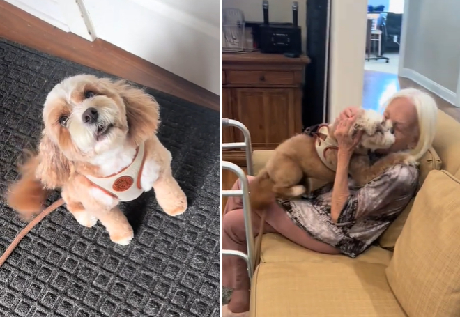 dog excited to see grandma nursing home
